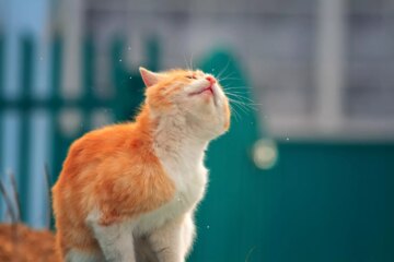 Why Your Cat Shakes Its Head: Causes, Symptoms, and Solutions