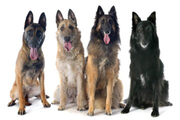 Discover the Versatile Belgian Shepherd and Other Belgian Breeds
