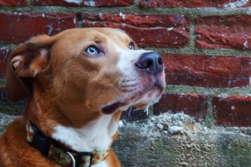Why Is Your Dog Staring at the Wall? 6 Explanations with Tips
