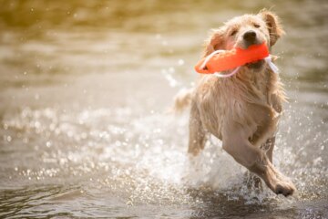Do Dogs Sweat?