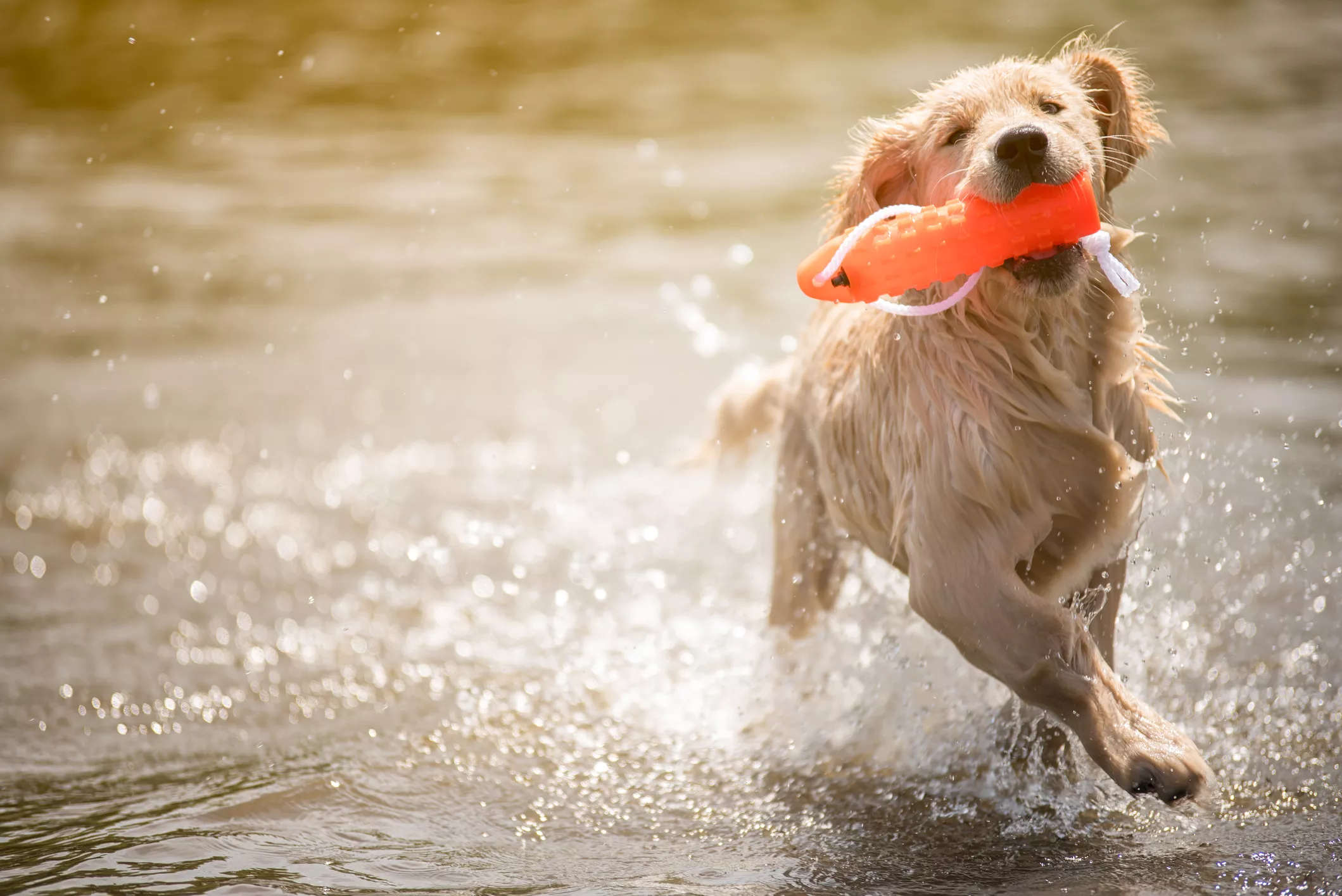 Golden Retriever Retrieving