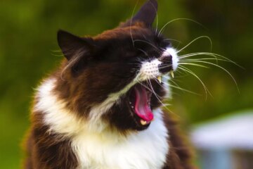 Why Is My Cat Sneezing?
