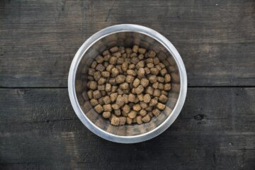 Does Dog Food Expire?