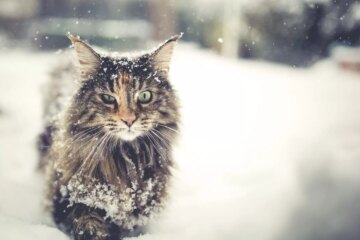10 of the Rarest Cat Breeds That Are Hard to Find