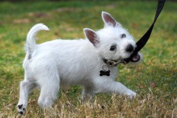 How to Leash Train Your Puppy