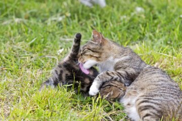 How Long Do Kittens Nurse? Discover When Kittens Are Ready for Real Food