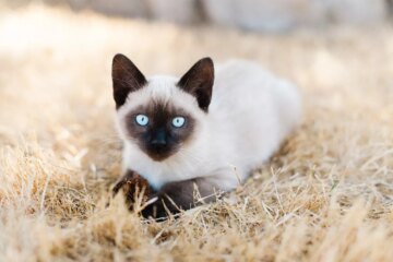 How These 12 Cat Breeds Defy Time with Their Long Lifespans