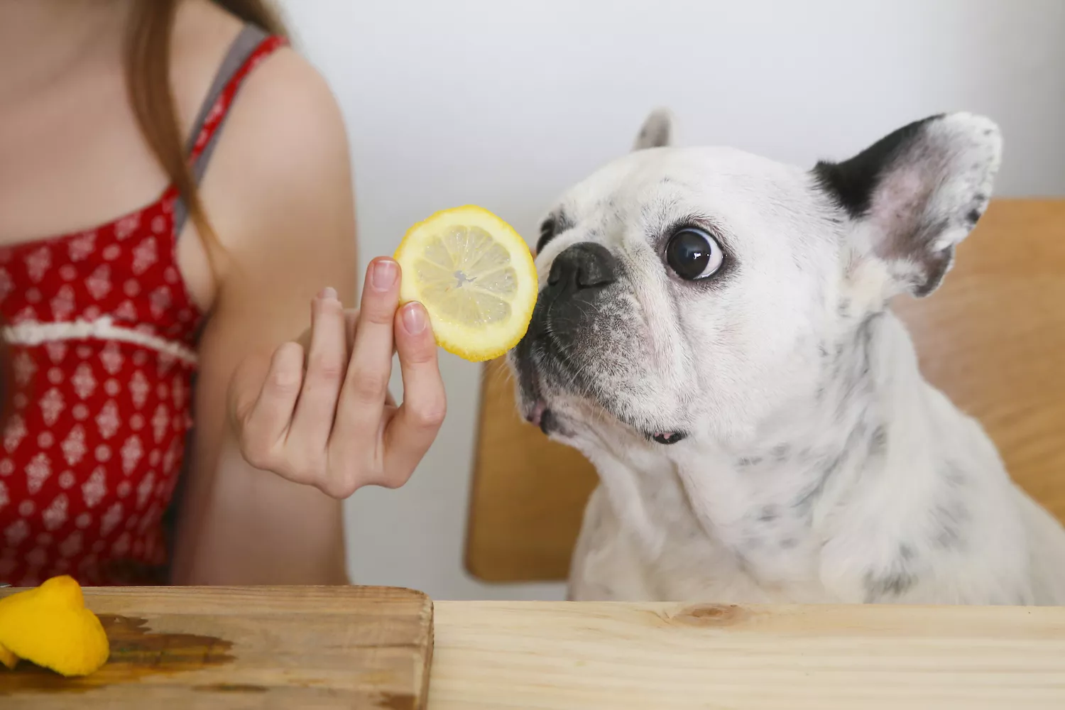 dog smelling lemon wedge