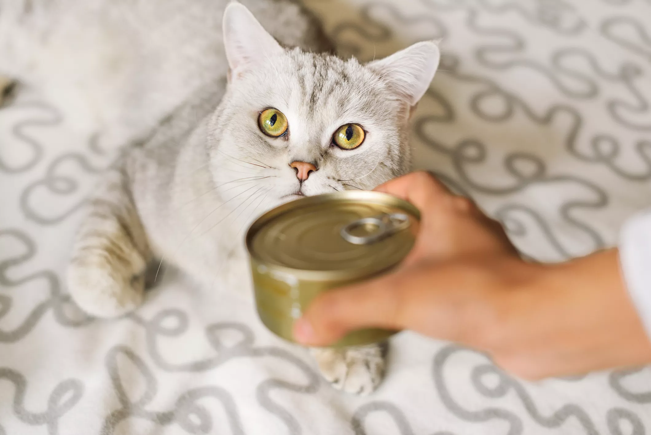 Gray shorthair cat and food can