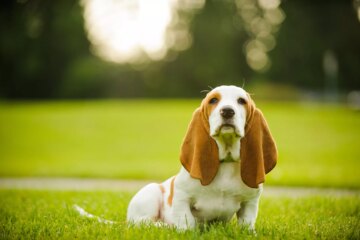 9 Adorable Dog Breeds with Long Ears