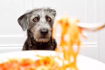 Can Dogs Eat Pasta?