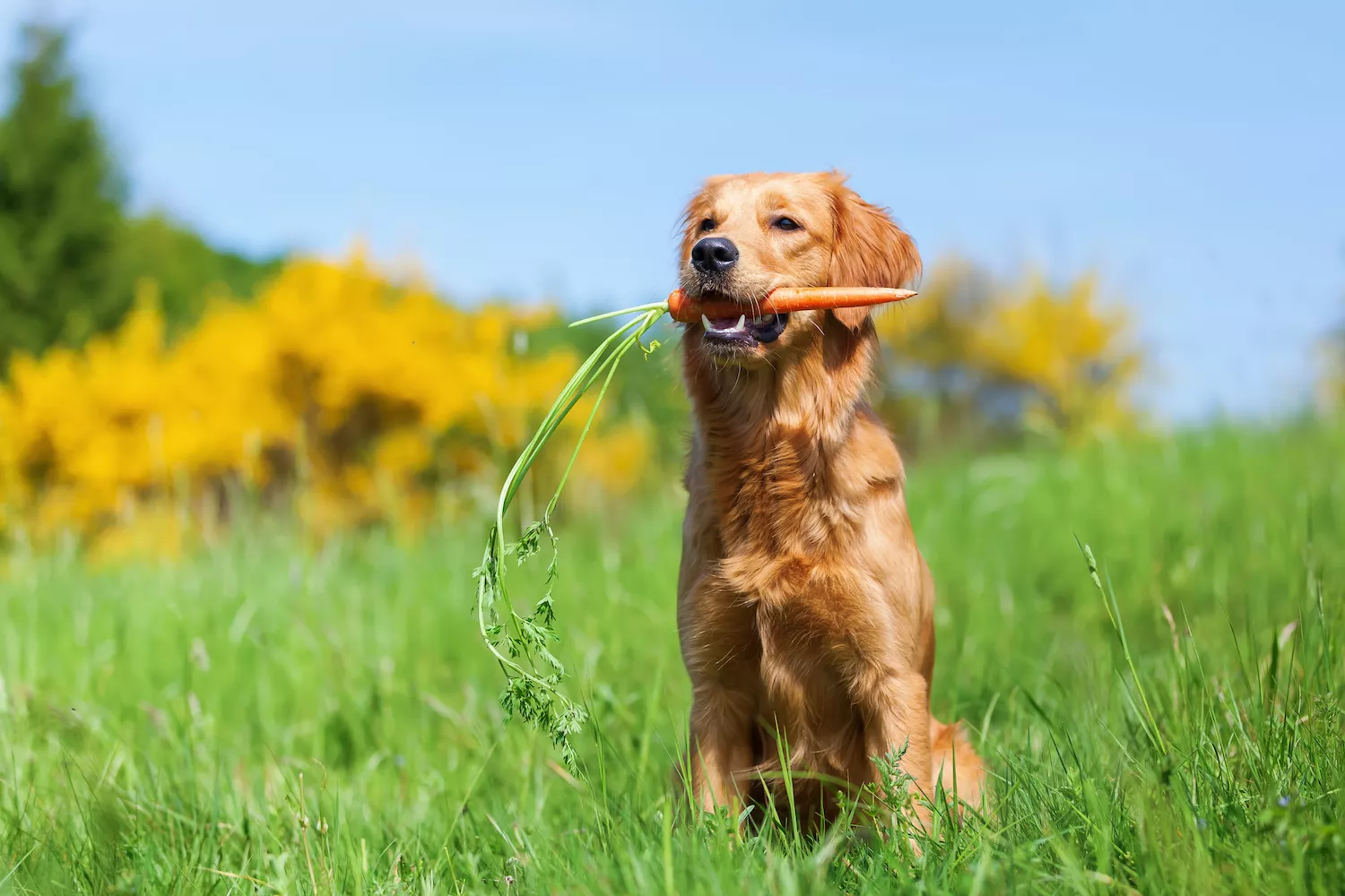 dog with carrot