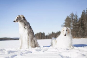 Discover 15 Unique Russian Dog Breeds