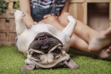 Why Dogs Like Being Pet