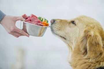 11 of the Best Vegetables for Dogs