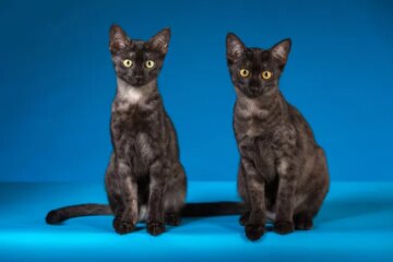 Explore the Mysteries of 5 Fascinating Egyptian Cat Breeds