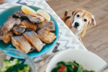 Can Dogs Eat Salmon?
