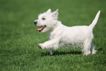 Ataxia in Dogs