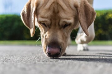 Why You Should Let Your Dog Sniff on Their Walk