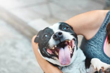 Can Dogs Eat Cinnamon?