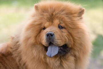 Discover 4 Fascinating Dog Breeds With Unique Blue Tongues
