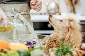 Is Olive Oil Good for Dogs?