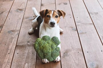 Can Dogs Eat Broccoli?