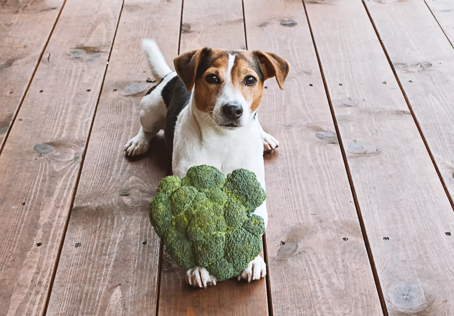 dog sitting with broccoli