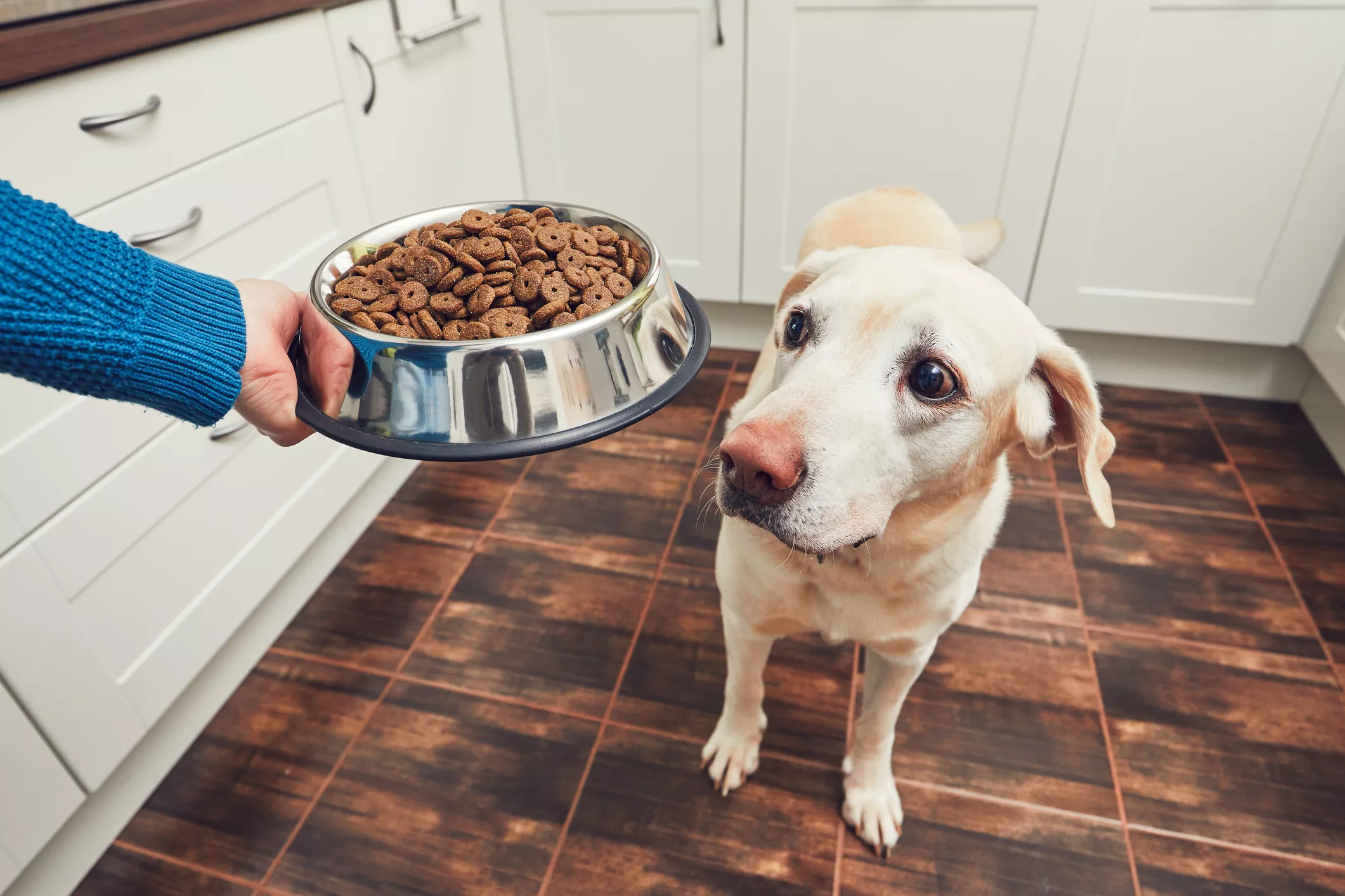 Dog food in a bowl being held by a person in a kitchen while yellow lab looks at it.
