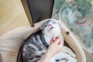 Cat Chin Acne: Understanding Causes and Effective Treatments