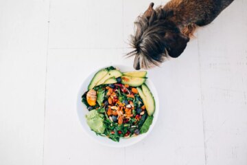 Can Dogs Eat Lettuce?