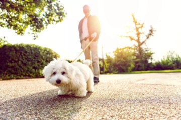 Is the Pavement Too Hot to Walk Your Dog?