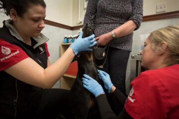 Can Your Dog Donate Blood?