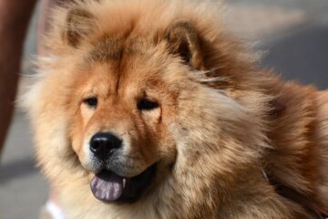 16 Dogs That Look Like Bears And Why They’re So Cuddly