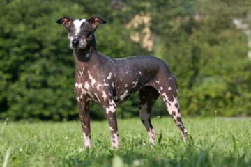 Peruvian Inca Orchid: Dog Breed Characteristics & Care