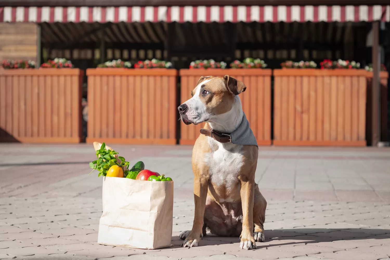 dog sitting on the sidewalk with bag of vegetables