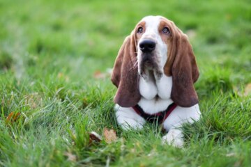 Meet the Most Adorable Wrinkly Dogs: 12 Breeds to Love