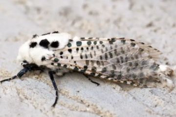 60 Florida Moths (Moths in Florida with Pictures, Identification)