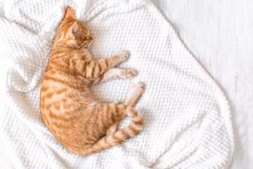 Coccidia in Cats
