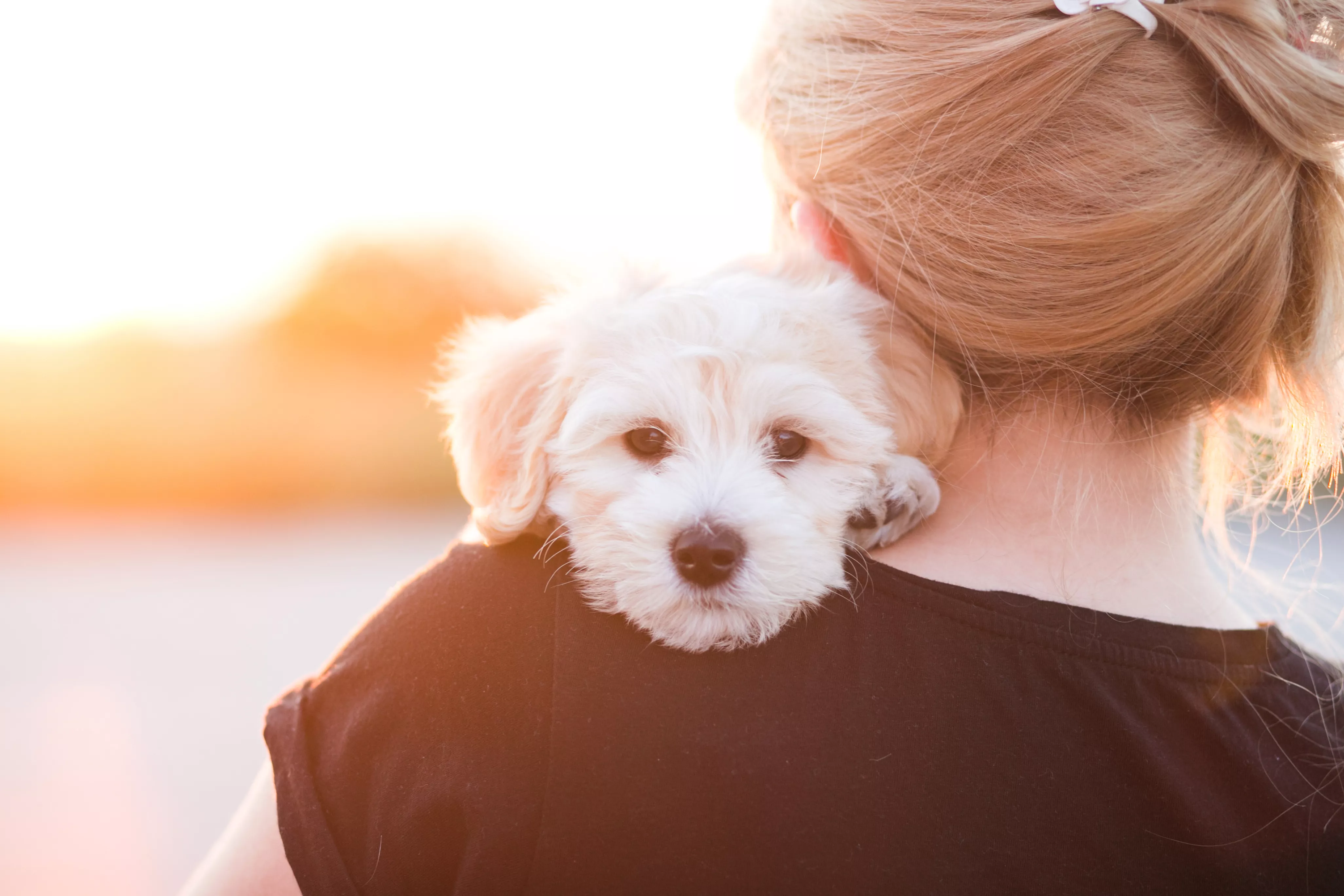 Girl take care of puppy