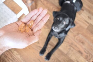 Is Human Fish Oil Safe for Dogs?