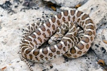 53 Snakes in New Mexico (Pictures and Identification)