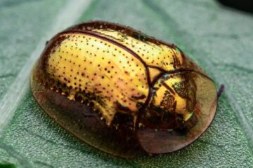 16 Bugs That Look Like Ladybugs (Pictures and Identification)