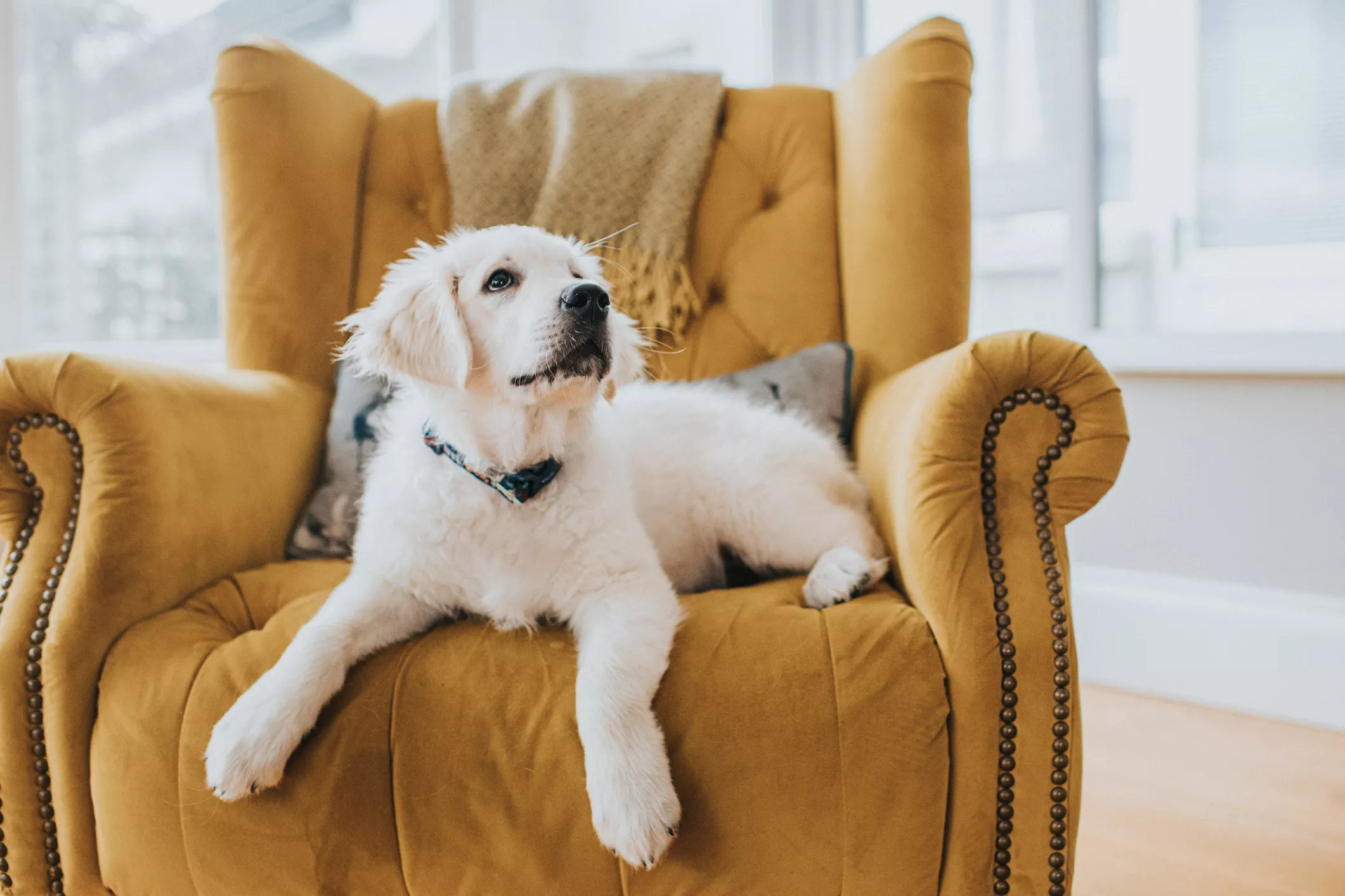 Golden Retriever puppy laying on a yellow armchair looking up and off camera