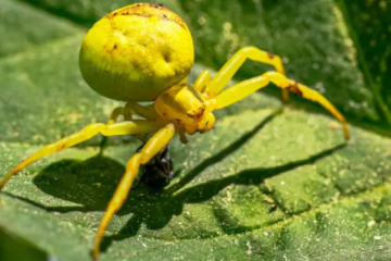 15 Spiders That Play Dead With Pictures