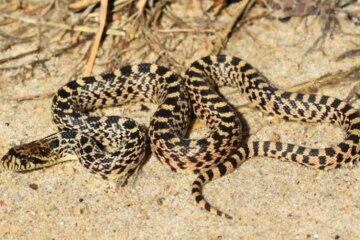 37 Black Snakes with Yellow Spots (Pictures and Identification)