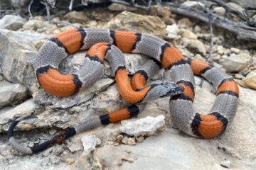 20 Black and Orange Snakes with Pictures and Identification