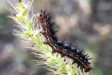40 Types of Caterpillars With Spikes (Pictures and Identification)