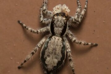 26 Black Spiders with White Spots (Pictures and Identification)