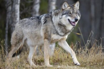 Gray Wolf in California: Size, Coat Color, and How to Identify One
